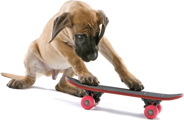 Also, Learning How To Ride A Skateboard - Dog On A Skateboard Png (616x404), Png Download