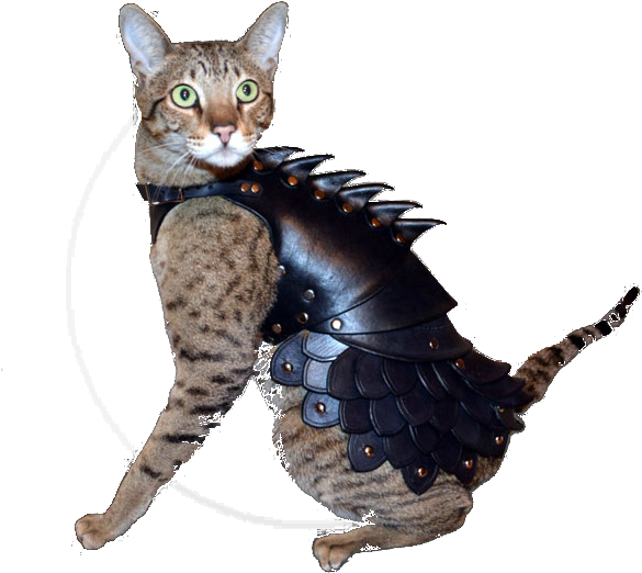 Cat Vs - Cat Armor (640x533), Png Download