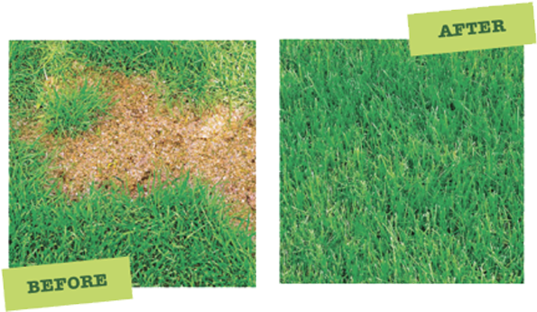How To Fix “burn” Spots On Your Lawn Or Grass - Lawn (605x357), Png Download