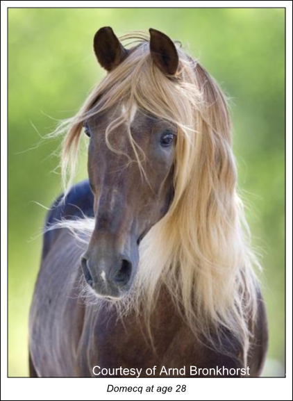The Best Was Riding On A Wide Dirt Road For Six Miles - Mustang Horse (422x577), Png Download