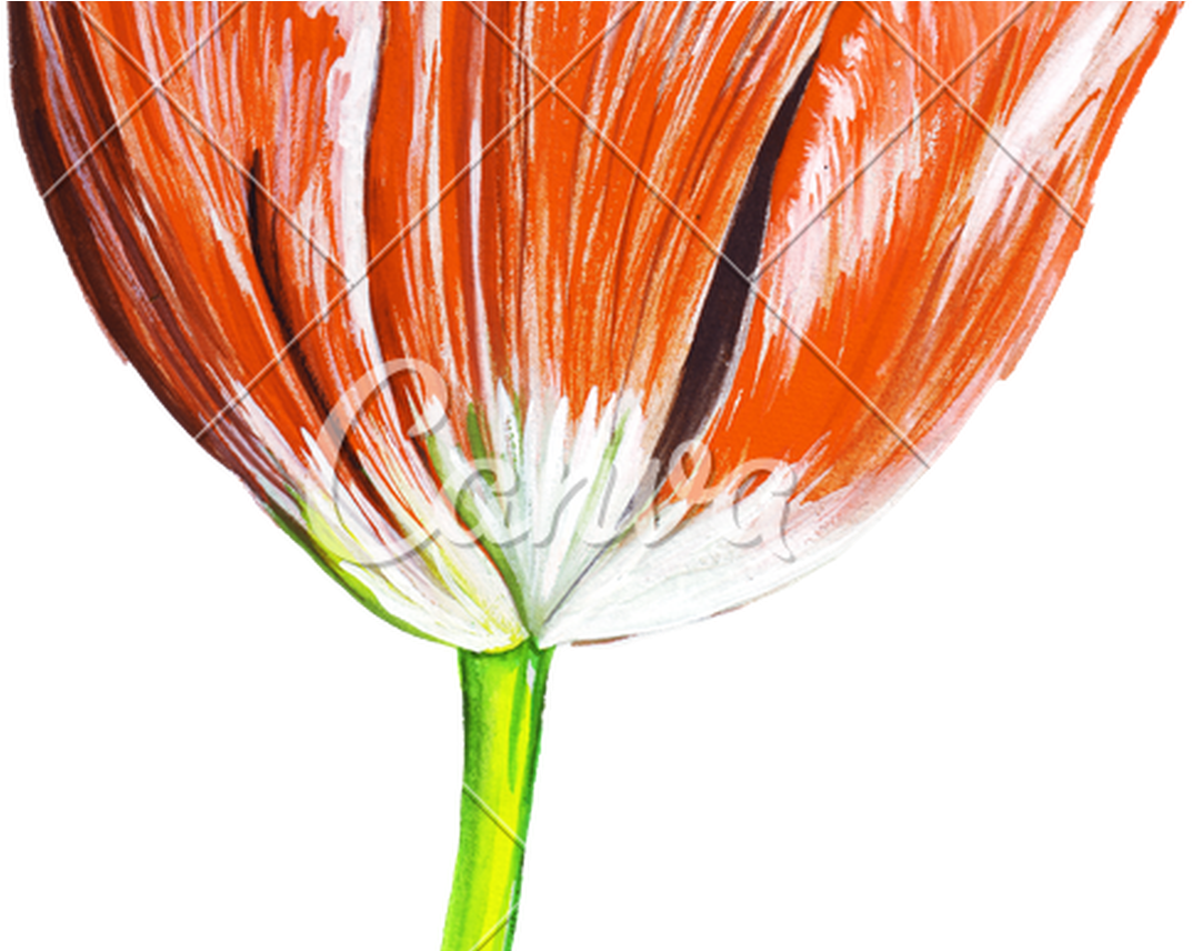 Hand Draw Watercolor Realistic Single Tulip Flower - Drawing (1368x855), Png Download