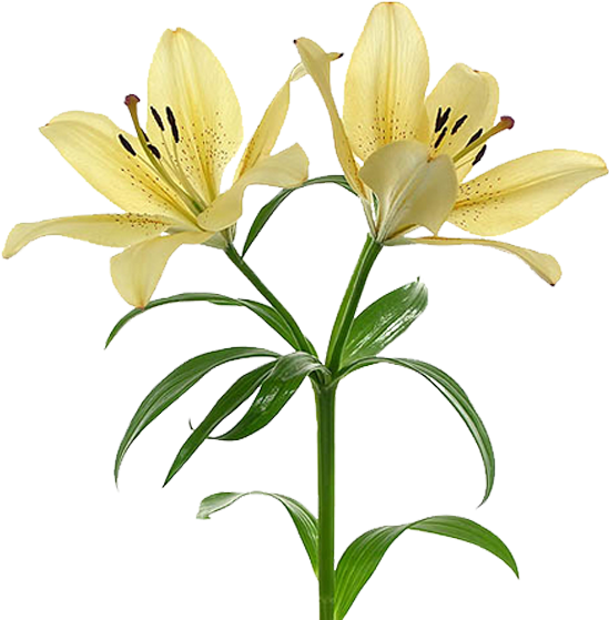 Flor Mes De Nacimiento Lirio - Lirio Flor Png (600x600), Png Download