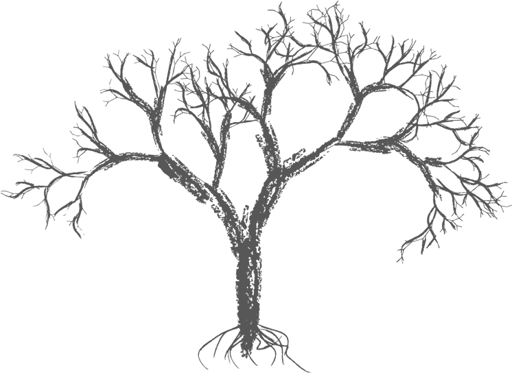 Bare Crayon Drawing Tree Wall Decal Easy Decals - Brush Photoshop Naked Tree (800x550), Png Download