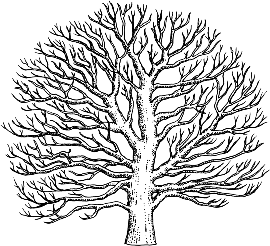Collection Of Tree High Quality Free - Sycamore Tree Drawing (1001x1024), Png Download