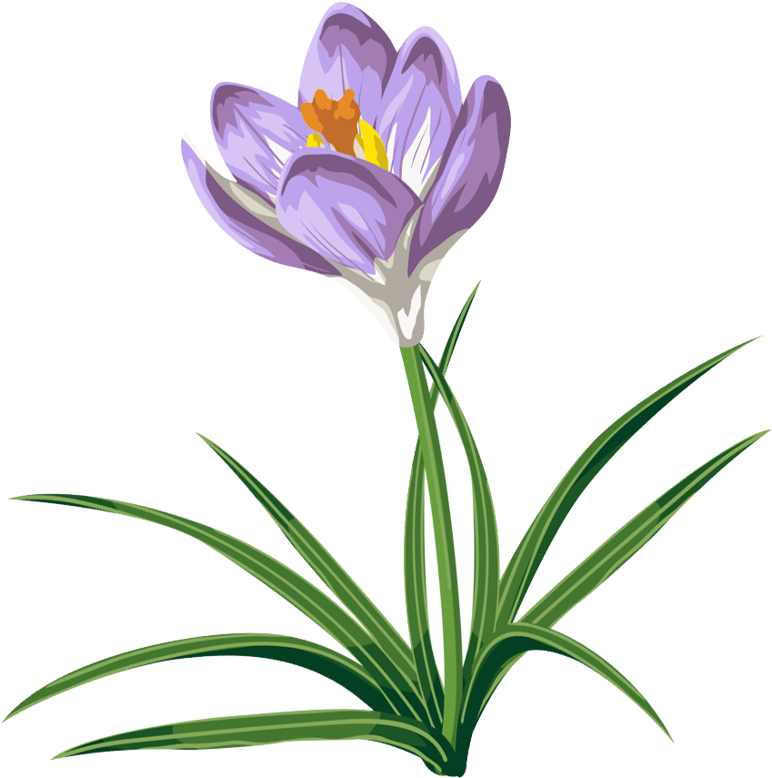 Spring Clipart Crocus - Crocus Clip Art (902x910), Png Download