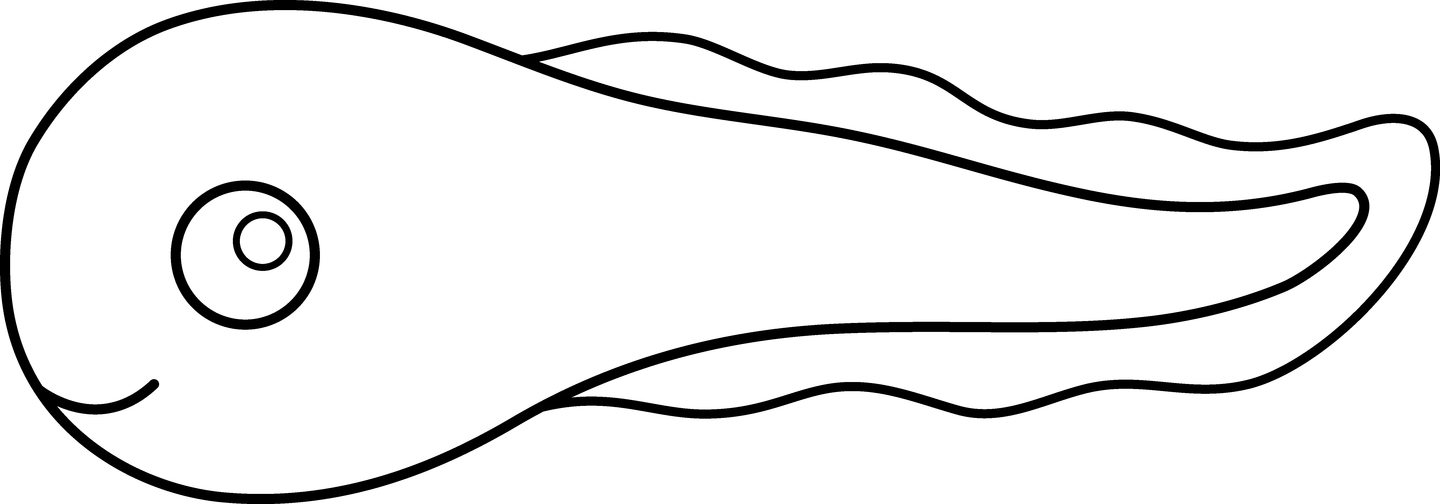 Cute Tadpole Line Art - Tadpole Drawing Easy (5973x2091), Png Download