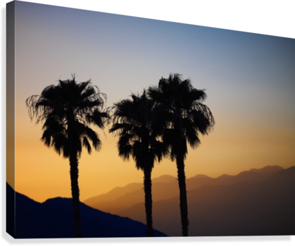 Silhouette Of Three Palm Trees At Sunset With Layers - Silhouette Of Three Palm Trees At Sunset (429x357), Png Download