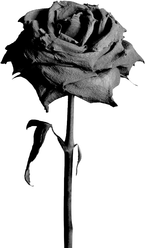 Black Roses - Flowers Png Rose Black (504x870), Png Download