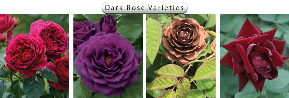 Nurserylive Rose Varieties Banner - 50 Pcs Rare Heathcliff Dark Red Cupped Double Strong (1000x340), Png Download
