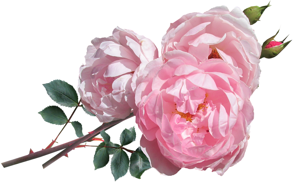 Where To Find The Perfect Flowers For Mother - David Austin Rose Png (1280x815), Png Download
