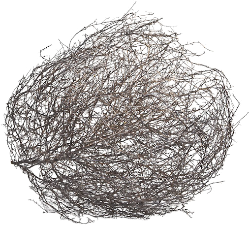 Tumbleweedlayers - Tumbleweed Drawing (600x600), Png Download