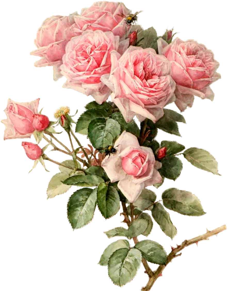 Pink Roses Botanical Flowers, Botanical Art, Pink Roses, - Rose Bouquet Painting (888x1127), Png Download