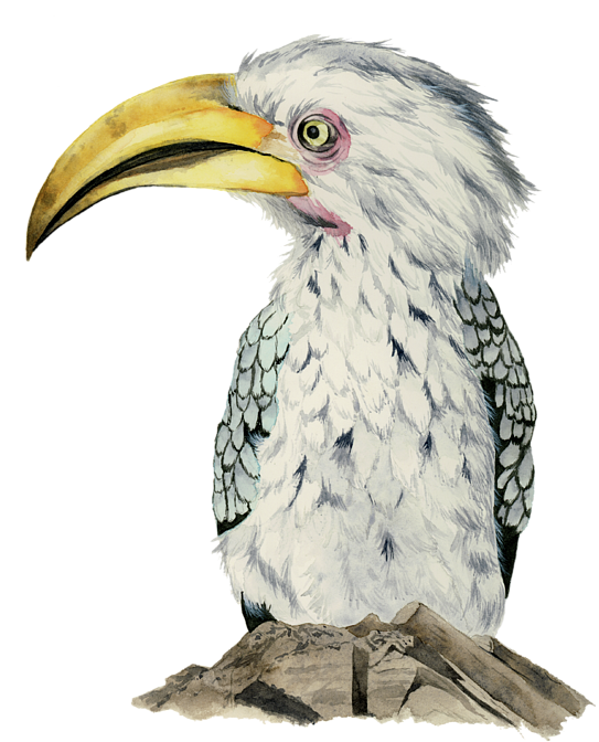 Click And Drag To Re-position The Image, If Desired - Yellow-billed Hornbill Watercolor Painting (555x700), Png Download