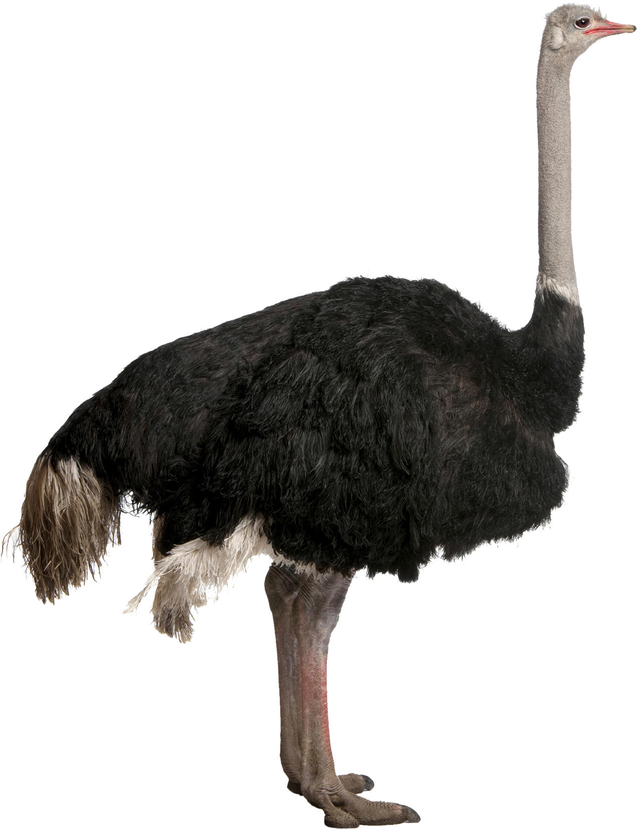 Ostrich Png File - Ostrich Png (1611x2000), Png Download