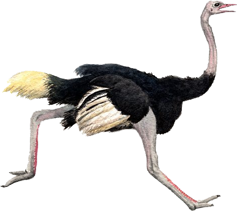Ostrich Png Pic - Ostrich Png (500x435), Png Download