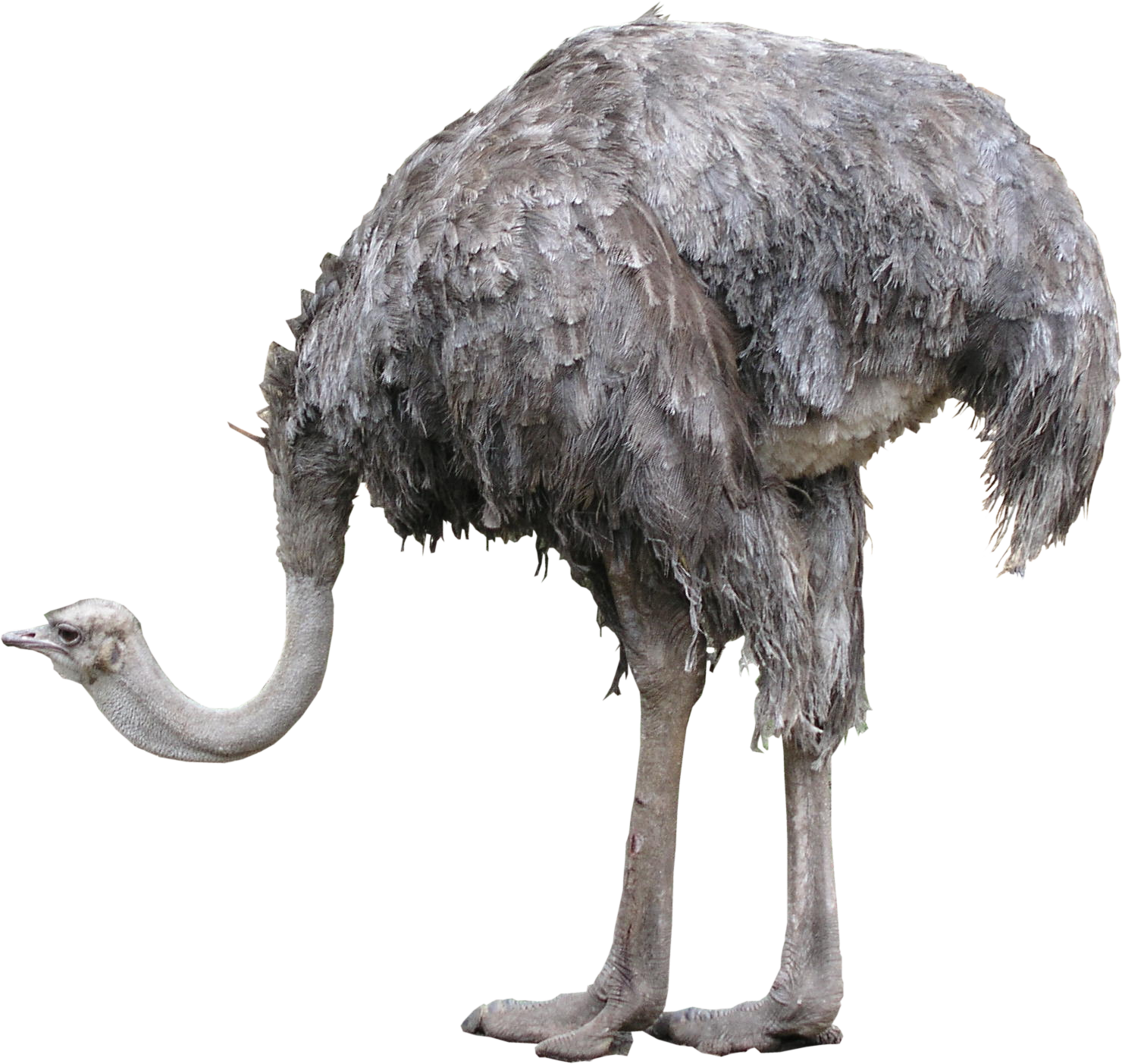 Ostrich Png Photos - Ostrich Png (1480x1403), Png Download