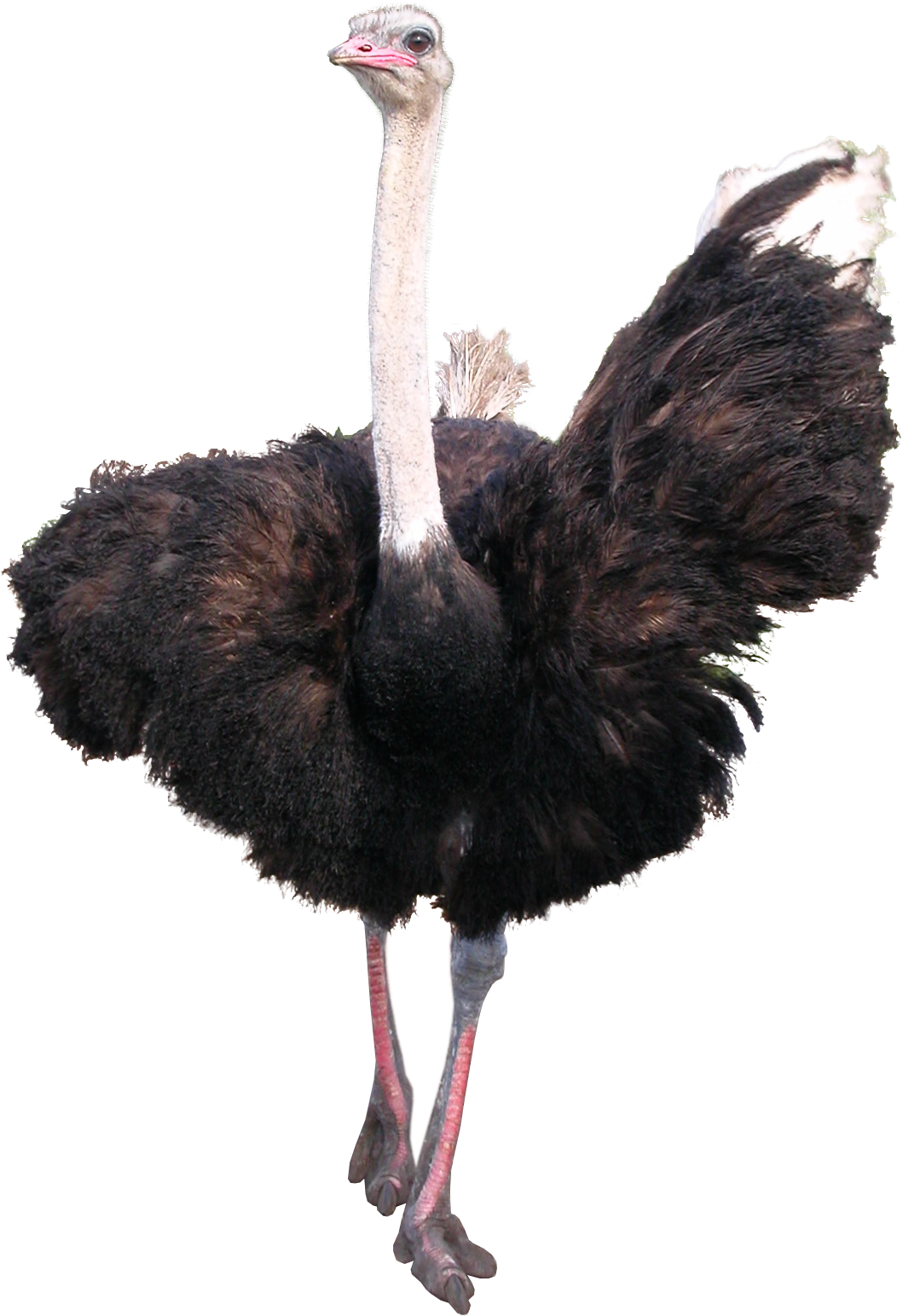 Ostrich Png - Animal Png (1059x1543), Png Download