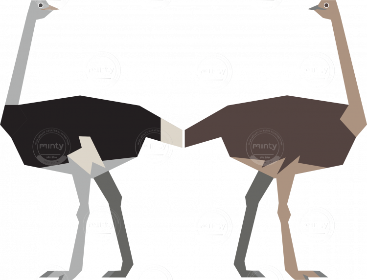 Male And Female Ostrich - Ostrich Illustration (750x573), Png Download