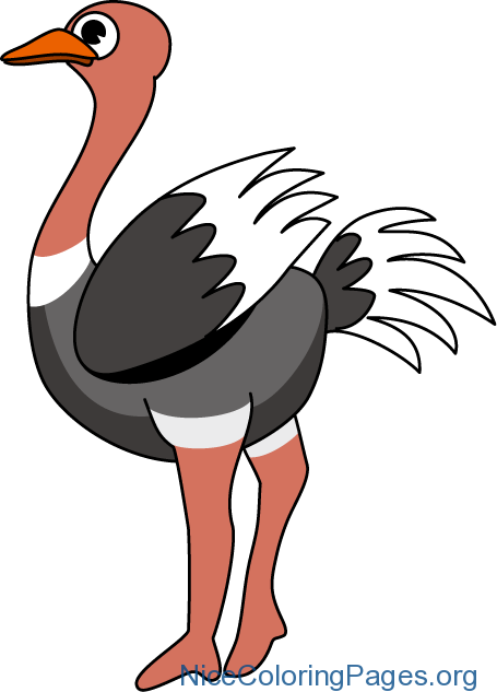 Ostrich Clipart - Ostrich Clip Art (455x633), Png Download