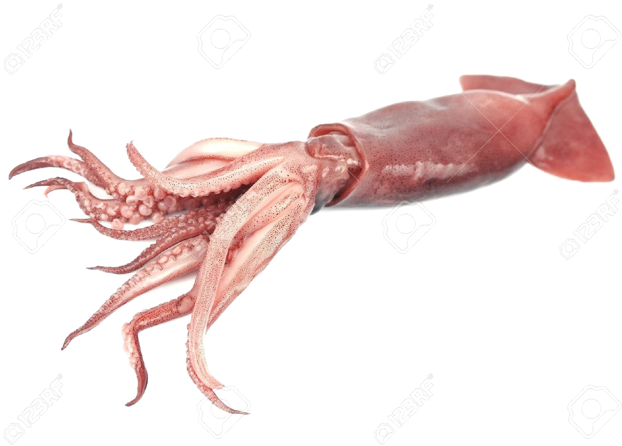 Giant Squid Transparent Png - Transparent Background Squid Png (1300x909), Png Download