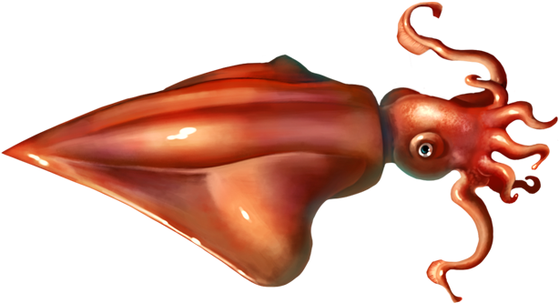 Squid Png Picture - Squids Png (675x338), Png Download