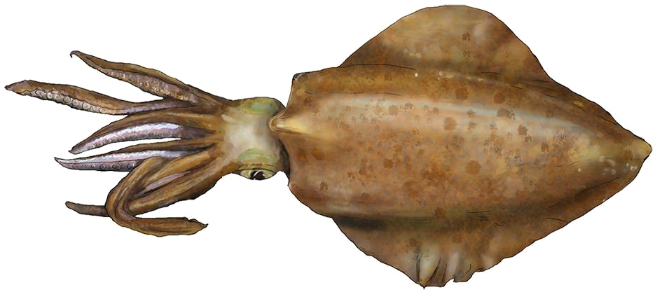 Squid Png Download Image - South Australian Squid (1000x482), Png Download