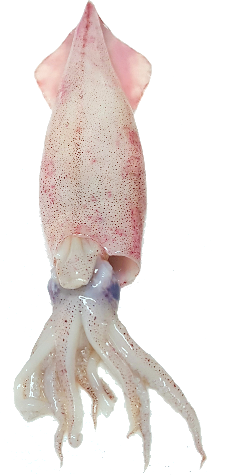 Squid Free Png Image - Octopus (769x1647), Png Download