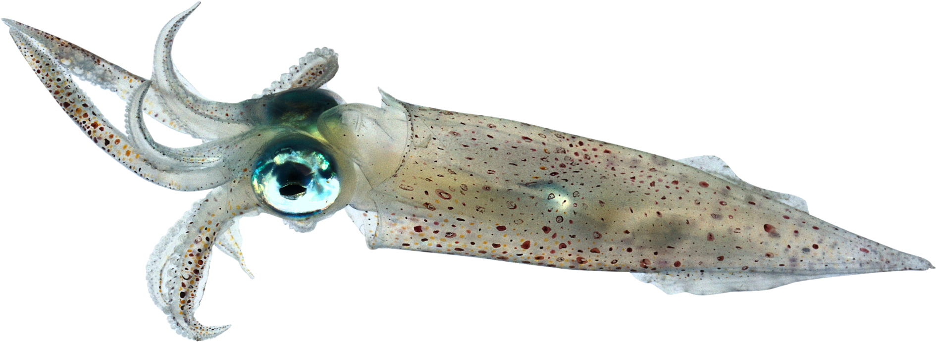 Picture Free Library Octopus Facts Dk Find Out Dctm (1920x723), Png Download