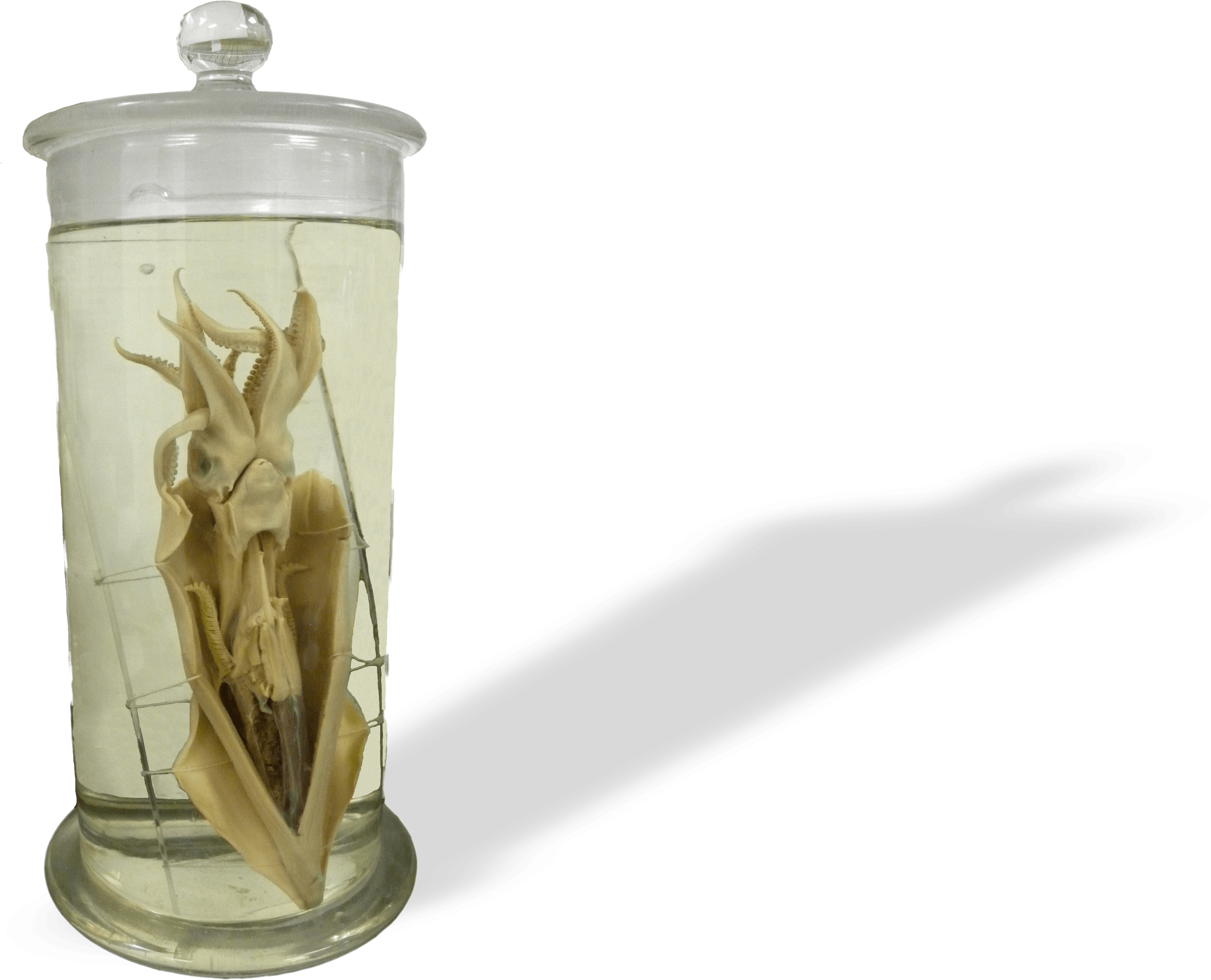 Fluid Preserved Specimens - Squid (4048x3376), Png Download