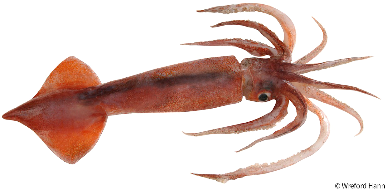 Antarctic Squid Png Image - Arrow Squid (1280x639), Png Download