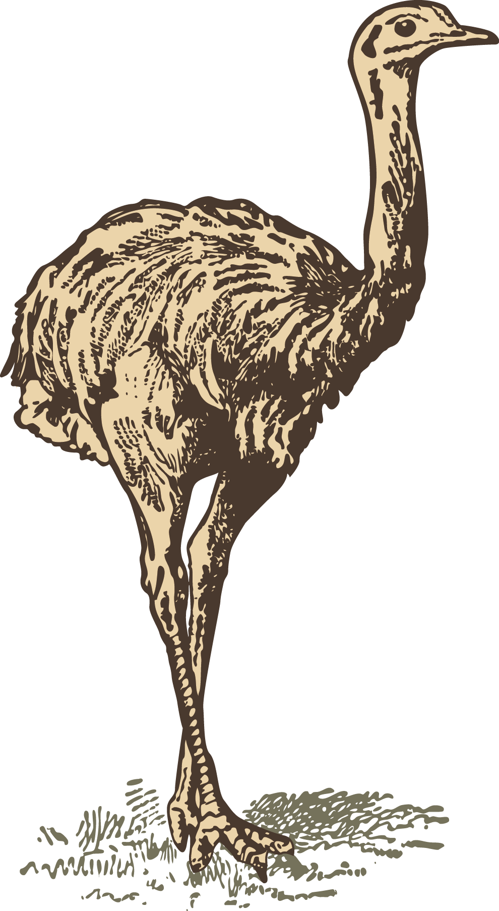 Common Ostrich Download Drawing - Drawing (990x1806), Png Download