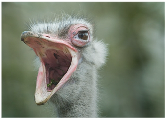 Common Ostrich (400x400), Png Download