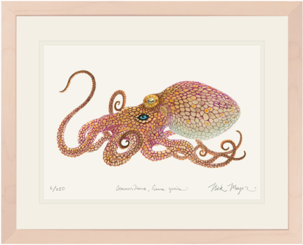 California Two Spot Octopus (480x401), Png Download