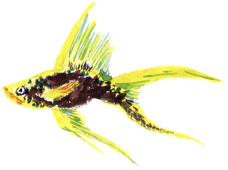 Yellow Fish Watercolor Hand Drawn Transparent - Watercolor Painting (1024x1024), Png Download