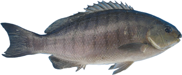 Black-fish - Bass (600x278), Png Download