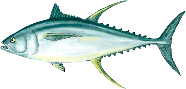 Ahi Tuna Png Clipart - Tuna Fish Png (700x365), Png Download