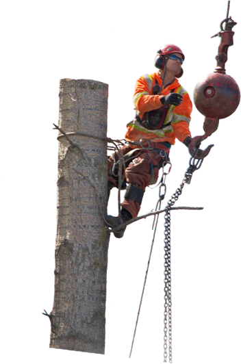 Stump Grinding Is The Process Of Removing A Stump With - Tree (352x532), Png Download