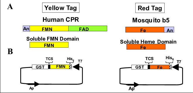 Origin Of Red And Yellow Tags And Construction Of Colored - Red (659x316), Png Download