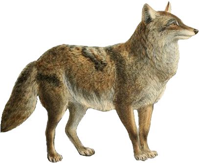 Dogs, Jackals, Wolves, And Foxes - Canis Falconeri (414x347), Png Download