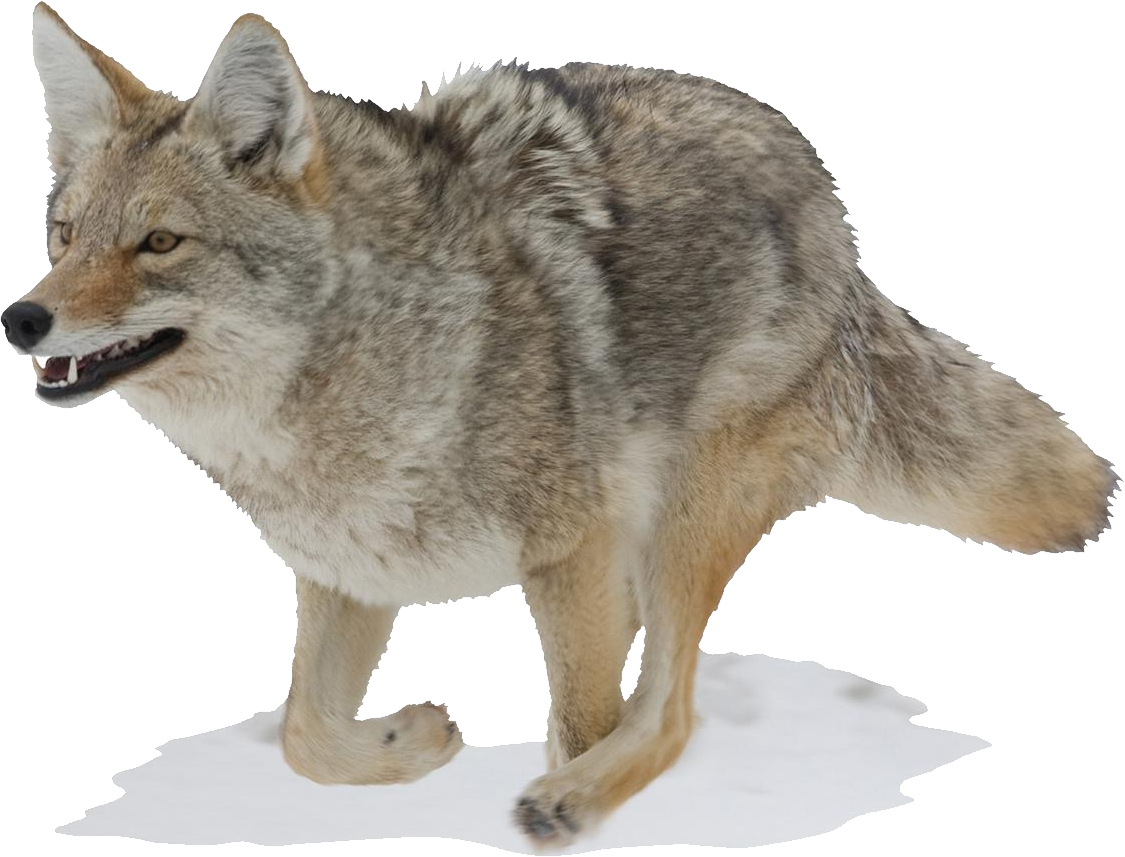 Mossy Oak Graphics Running Coyote Indoor Wall Graphic (1125x857), Png Download