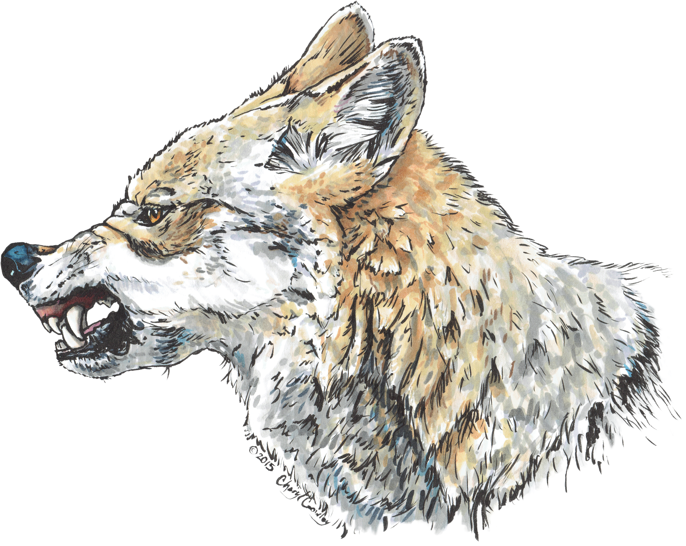 "anger Of The Wolf" My First Illustration Using My - Fox Side View Snarling (3000x2313), Png Download