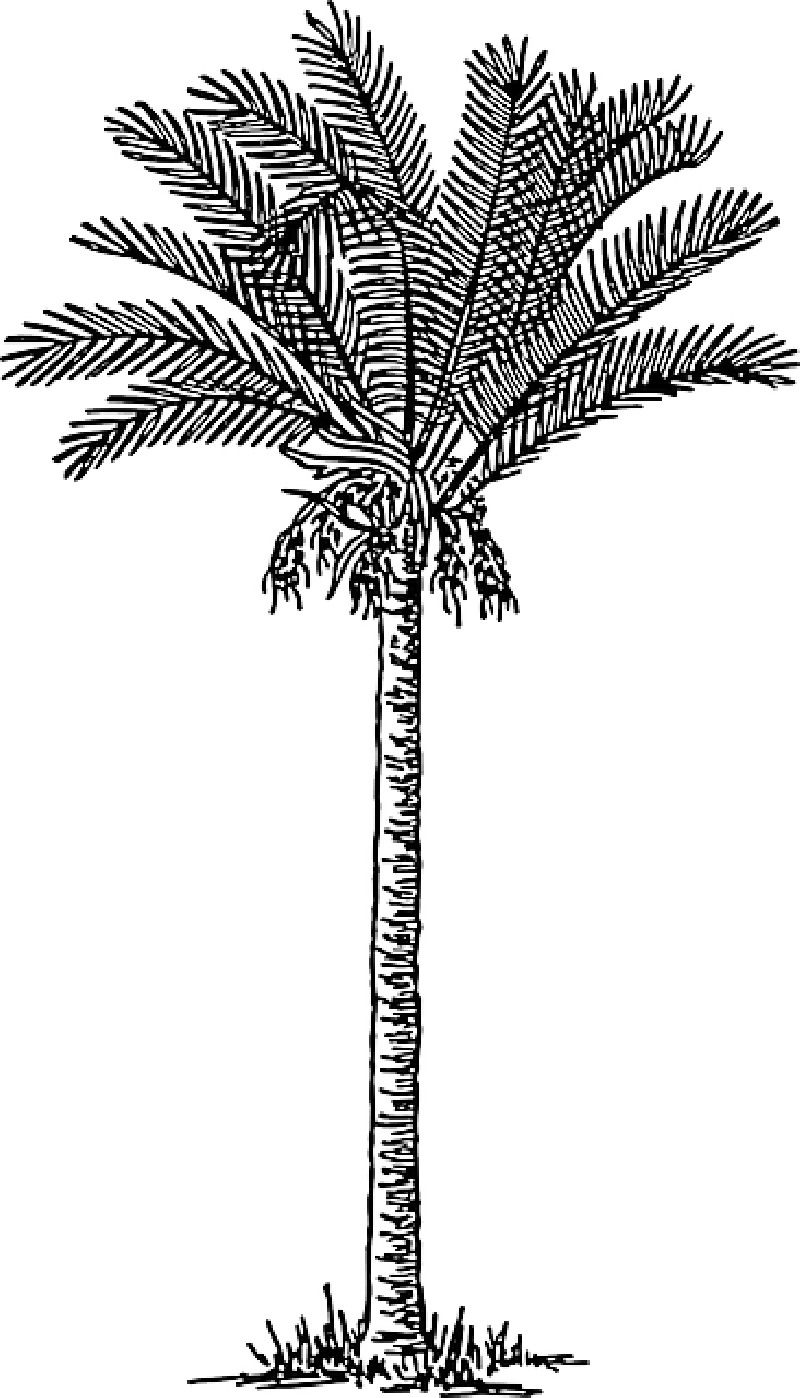 Mb Image/png - Palm Trees Png Drawing (800x1398), Png Download