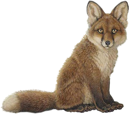 Download Zhivotnye Lisy Bebe Renard Fond Blanc Full Size Png Image Pngkit