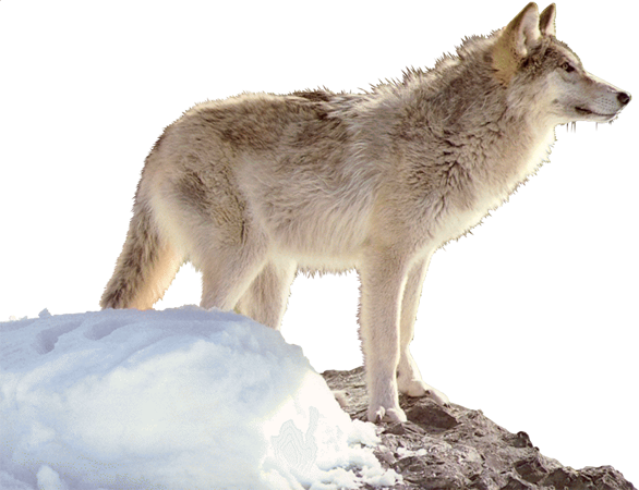 Wa-33 - Portable Network Graphics (586x450), Png Download