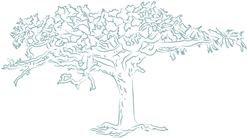 Frankincense Resin Essential Oil - Frankincense Tree Png (350x350), Png Download