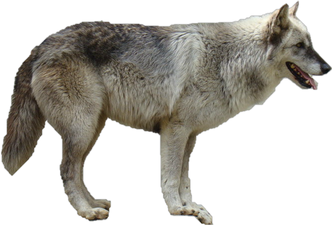 Coyote Clipart White Background - Gray Wolf No Background (664x450), Png Download