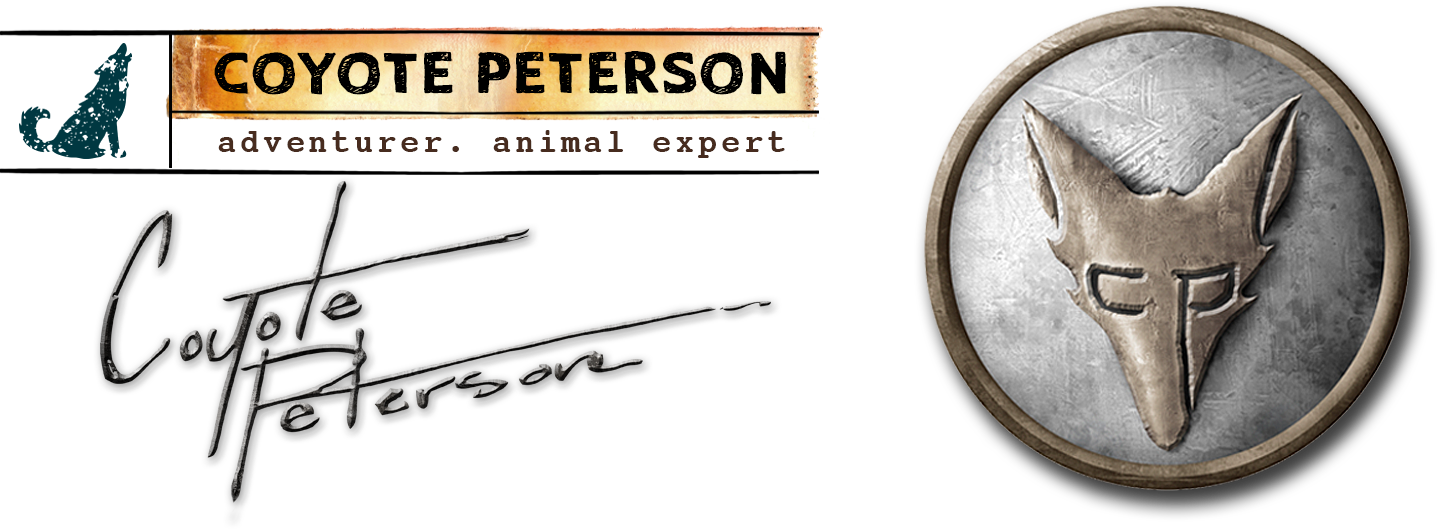 Coyote Peterson Adventurer - Coyote Peterson (1437x529), Png Download