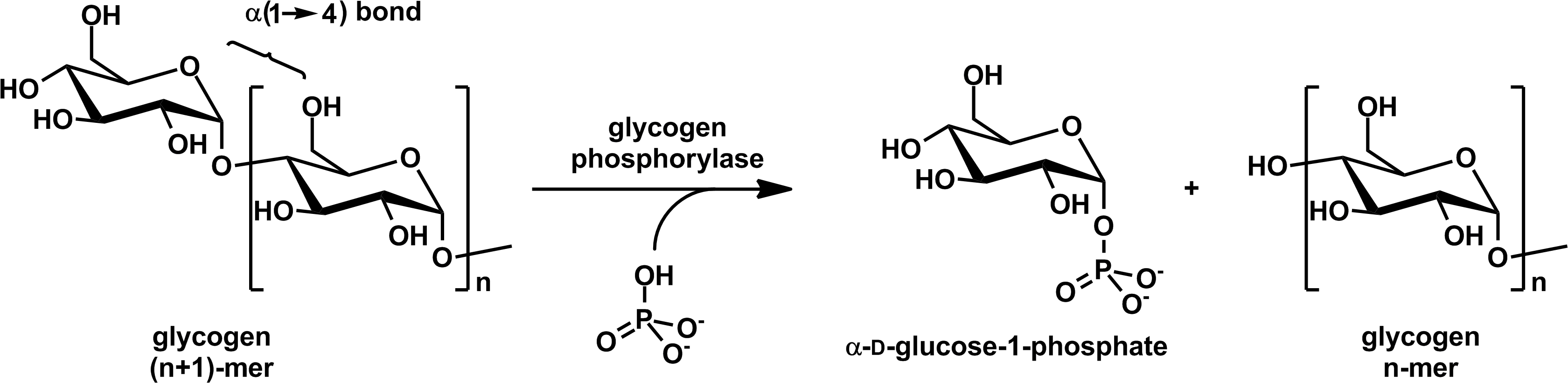 Glycogen Phosphorylase Stereo - Glycogen Phosphorylase Mechanism (3380x852), Png Download