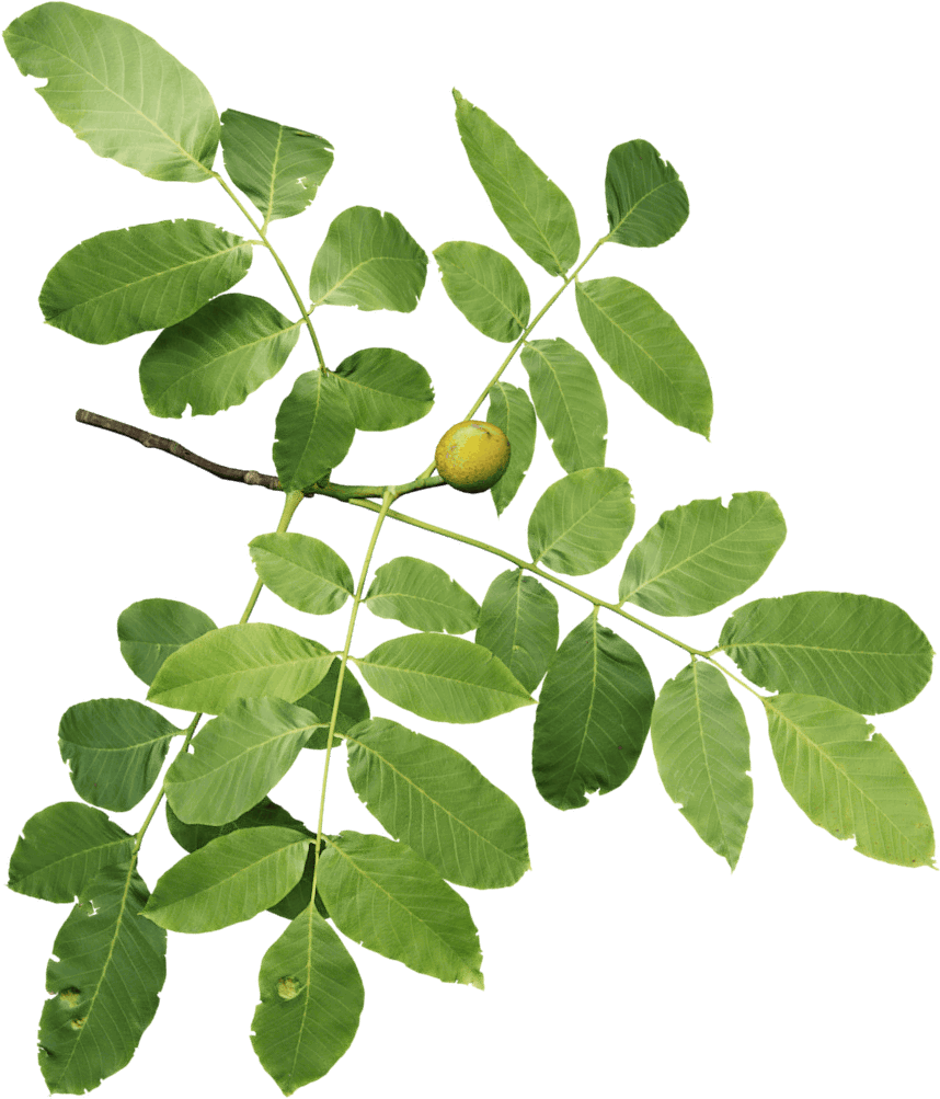 29 Nov - Hoja De Nogal Png (1024x1024), Png Download