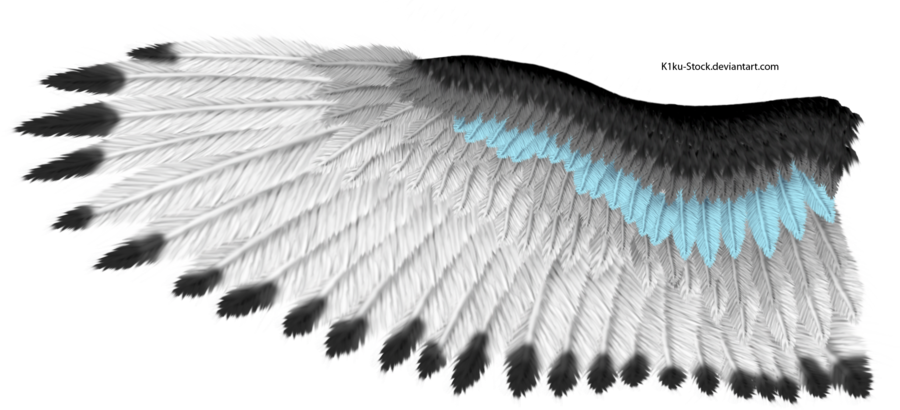 Blue Stripe Eagle Wing By K1ku-stock - Eagle Wing (900x410), Png Download